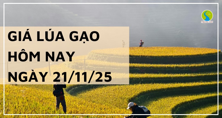 Giá Lúa Gạo Hôm Nay Ngày 21/11/2025: Giao Dịch Cầm Chừng
