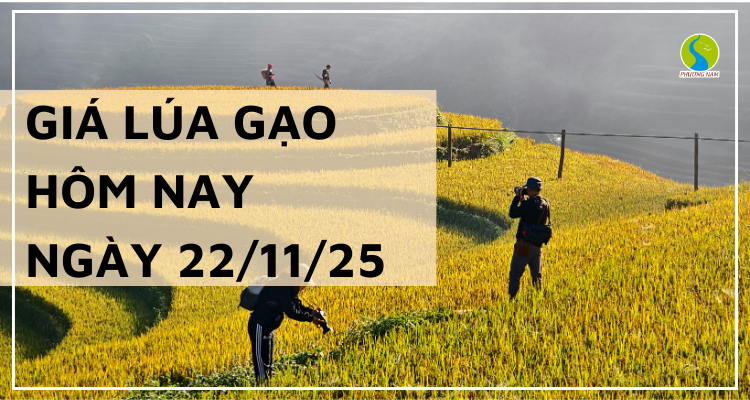 Giá Lúa Gạo Hôm Nay Ngày 22/11/2025: Gạo Xuất Khẩu Biến Động Mạnh