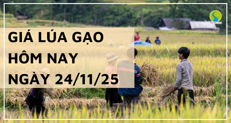 Giá Lúa Gạo Hôm Nay Ngày 24/11/2025: Thị Trường Đi Ngang
