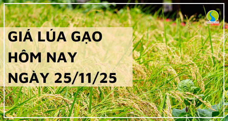 Giá Lúa Gạo Hôm Nay Ngày 25/11/2025: Thương Lái Chậm Mua
