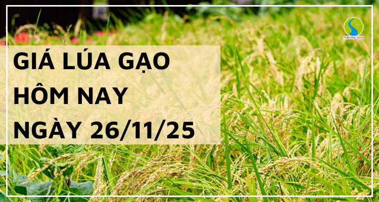 Giá Lúa Gạo Hôm Nay Ngày 26/11/2025: Thị Trường Trầm Lắng