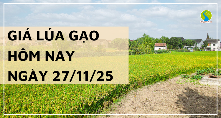 Giá Lúa Gạo Hôm Nay Ngày 27/11/2025: Thị Trường Ổn Định Trở Lại
