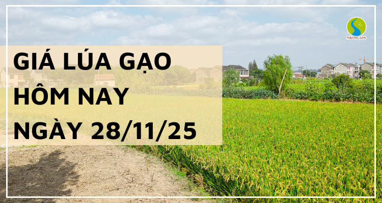 Giá Lúa Gạo Hôm Nay Ngày 28/11/2025: Giá Gạo Khởi Sắc