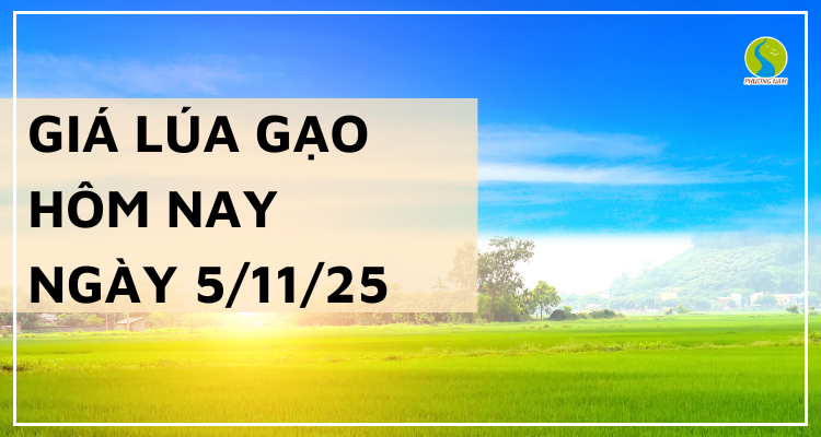 Giá Lúa Gạo Hôm Nay Ngày 5/11/2025: Gạo Nguyên Liệu Giảm Nhẹ