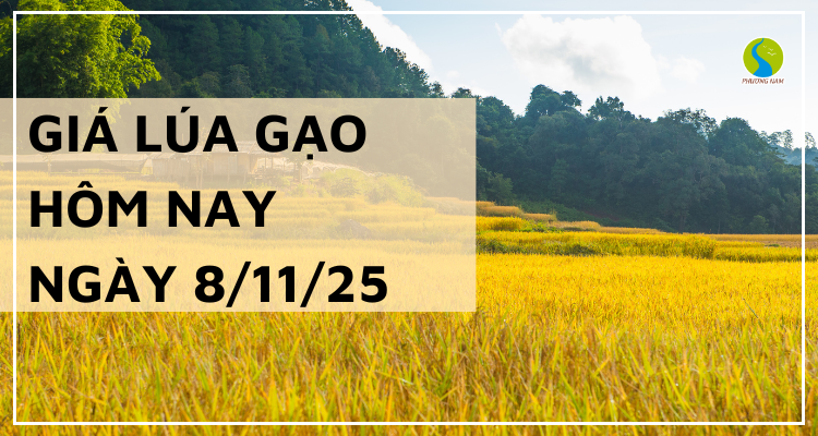 Giá Lúa Gạo Hôm Nay Ngày 8/11/2025: Giá Gạo Nhích Nhẹ