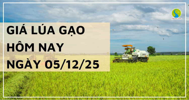 Giá Lúa Gạo Hôm Nay Ngày 05/12/2025: Nhiều Loại Gạo Giảm Giá