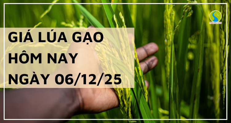 Giá Lúa Gạo Hôm Nay Ngày 06/12/2025: Gạo Tiếp Tục Giảm Nhẹ