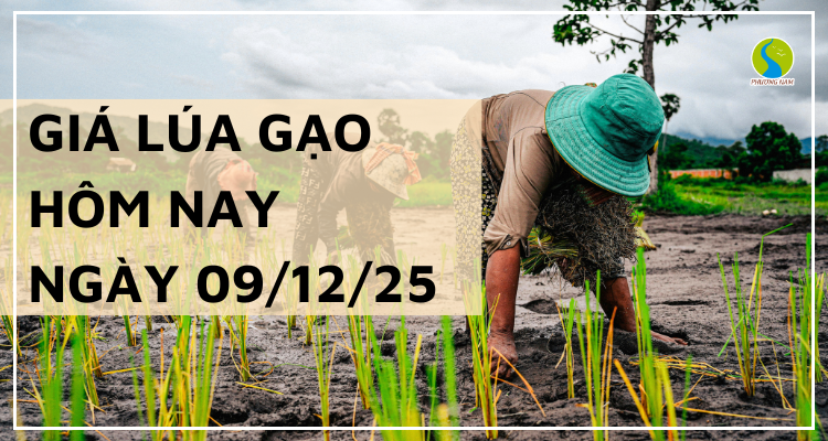 Giá Lúa Gạo Hôm Nay Ngày 09/12/2025: Giá Gạo Xuất Khẩu Tăng Nhẹ