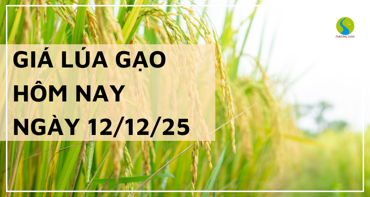 Giá Lúa Gạo Hôm Nay Ngày 12/12/2025: Thị Trường Trầm Lắng