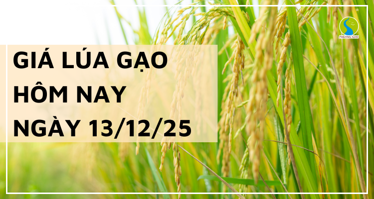 Giá Lúa Gạo Hôm Nay Ngày 13/12/2025: Gạo Thơm Tiếp Tục Neo Giá