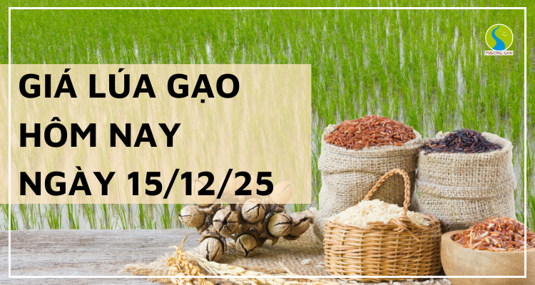 Giá Lúa Gạo Hôm Nay Ngày 15/12/2025: Thị Trường Trầm Lắng