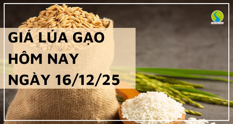 Giá Lúa Gạo Hôm Nay Ngày 16/12/2025: Lúa Tươi Chững Lại