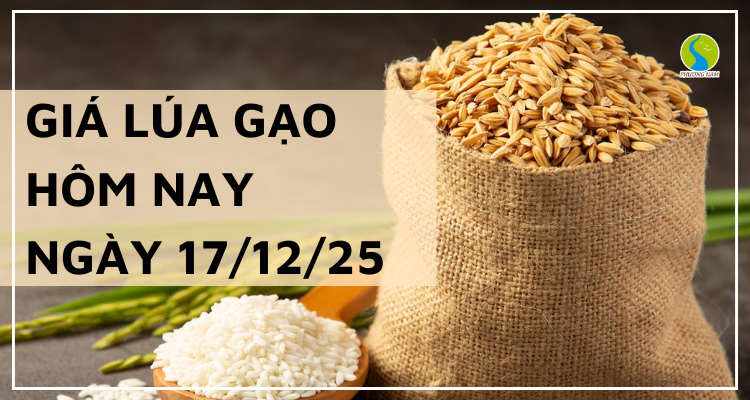 Giá Lúa Gạo Hôm Nay Ngày 17/12/2025: Lúa Tươi Hạ Nhiệt Nhẹ
