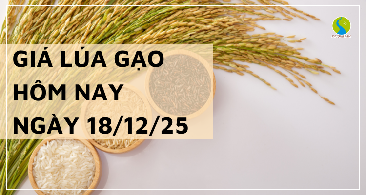 Giá Lúa Gạo Hôm Nay Ngày 18/12/2025: Gạo Xuất Khẩu Điều Chỉnh Trái Chiều