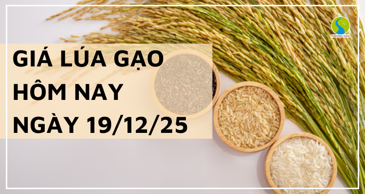 Giá Lúa Gạo Hôm Nay Ngày 19/12/2025: Lúa Tươi Bắt Đầu Hạ Nhiệt