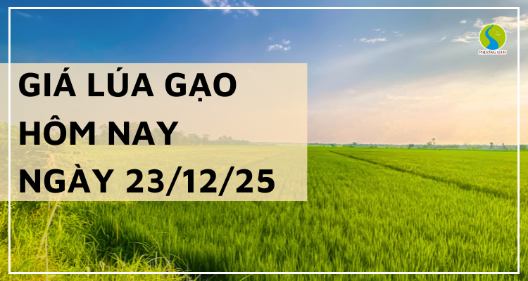Giá Lúa Gạo Hôm Nay Ngày 23/12/2025: Gạo Nhích Nhẹ