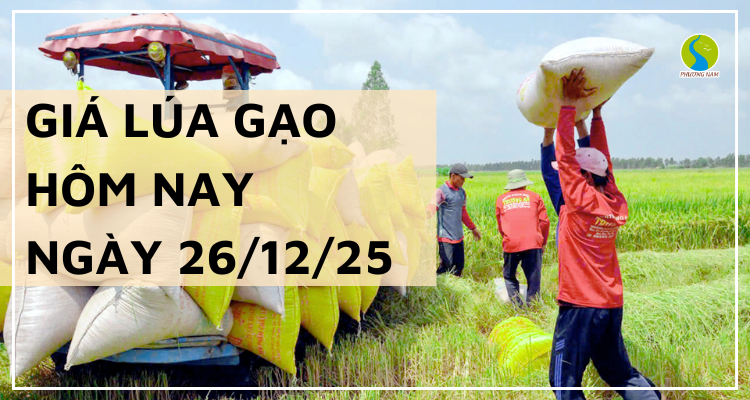 Giá Lúa Gạo Hôm Nay Ngày 26/12/2025: Lúa Cuối Vụ Khan Hàng