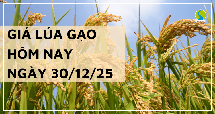 Giá Lúa Gạo Hôm Nay Ngày 30/12/2025: Giao Dịch Chậm