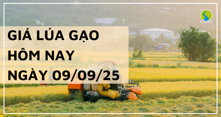 Giá Lúa Gạo Hôm Nay Ngày 9/9/2025: Gạo Nguyên Liệu Giảm Nhẹ
