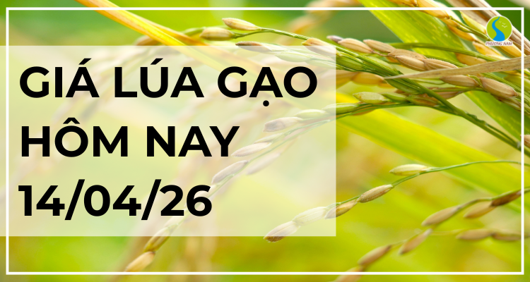 Giá Lúa Gạo Hôm Nay Ngày 14/4/2026: Thị Trường Chững Lại