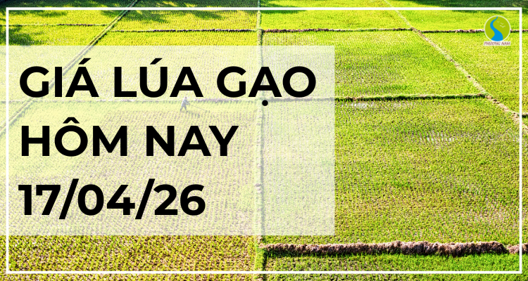 Giá Lúa Gạo Hôm Nay Ngày 17/04/2026: Lúa Tươi Bật Tăng Rõ Nét