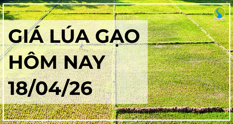 Giá Lúa Gạo Hôm Nay Ngày 18/4/2026: Thị Trường Ôn Định