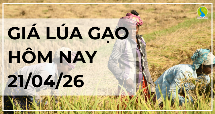 Giá Lúa Gạo Hôm Nay Ngày 21/4/2026: Giao Dịch Chậm