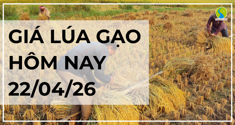 Giá Lúa Gạo Hôm Nay Ngày 22/4/2026: Đi Ngang Cuối Vụ