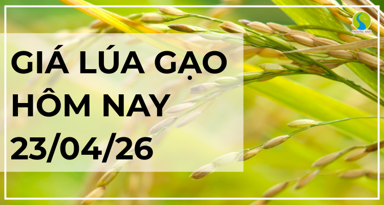 Giá Lúa Gạo Hôm Nay Ngày 26/8/2025: 23/4/2026: Thị Trường Ổn Định