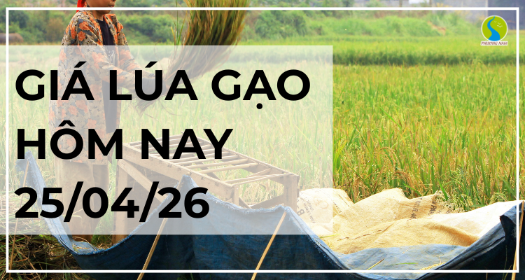 Giá Lúa Gạo Hôm Nay Ngày 25/4/2026: Lúa Tươi Giảm Nhẹ