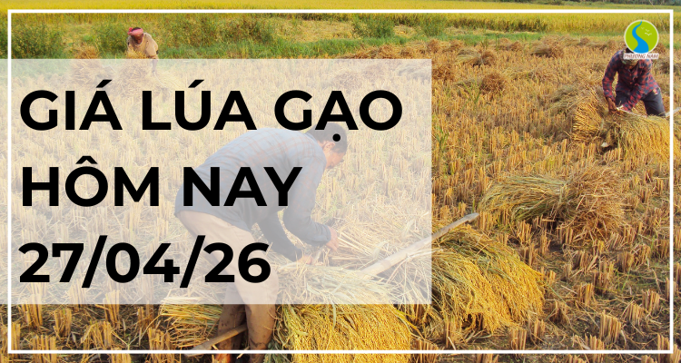 Giá Lúa Gạo Hôm Nay Ngày 27/4/2026: Xuất Khẩu Hạ Nhiệt