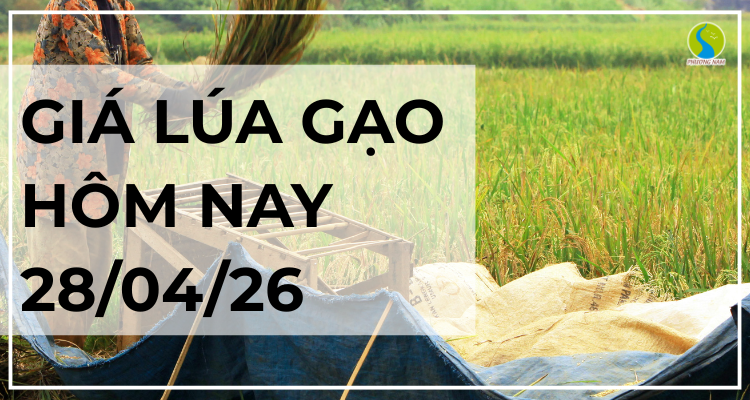 Giá Lúa Gạo Hôm Nay Ngày 28/4/2026: Xuất Khẩu Duy Trì Đà Tăng