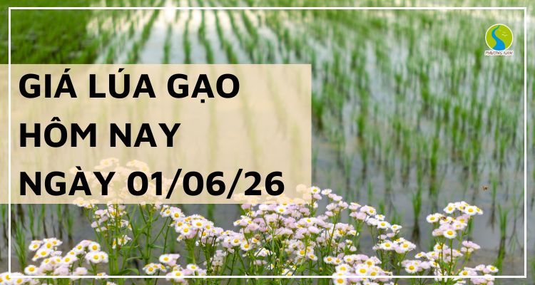 Giá lúa gạo hôm nay ngày 01/06/2026: Lúa tươi tiếp đà khởi sắc