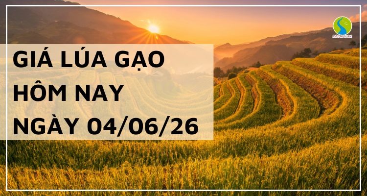 Giá lúa gạo hôm nay ngày 04/06/2026: Gạo thơm xuất khẩu lao dốc