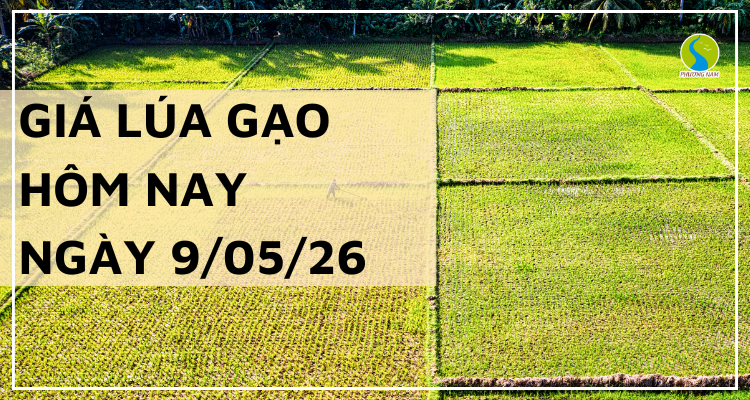 Giá Lúa Gạo Hôm Nay Ngày 09/05/2026: Gạo Xuất Khẩu Giảm Nhẹ