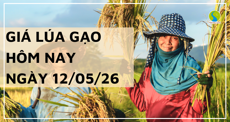 Giá Lúa Gạo Hôm Nay Ngày 12/05/2026: Lúa Tươi Nhích Giá