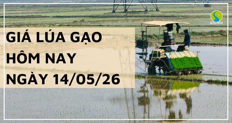 Giá Lúa Gạo Hôm Nay Ngày 14/5/2026: Lúa Thơm Đồng Loạt Tăng Giá