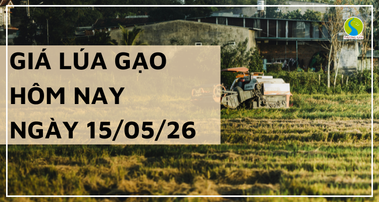 Giá Lúa Gạo Hôm Nay Ngày 15/05/2026: Gạo Nguyên Liệu Đồng Loạt Tăng Giá