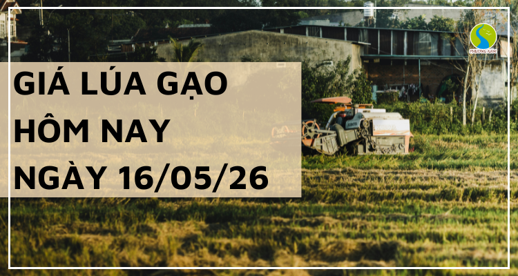 Giá Lúa Gạo Hôm Nay Ngày 16/5/2026: Thị Trường Giao Dịch Chậm