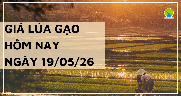 Giá Lúa Gạo Hôm Nay Ngày 19/5/2026: Gạo Xuất Khẩu Tăng Giá