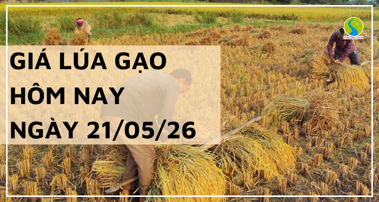 Giá Lúa Gạo Hôm Nay Ngày 21-05-2026: Thị Trường Khởi Sắc