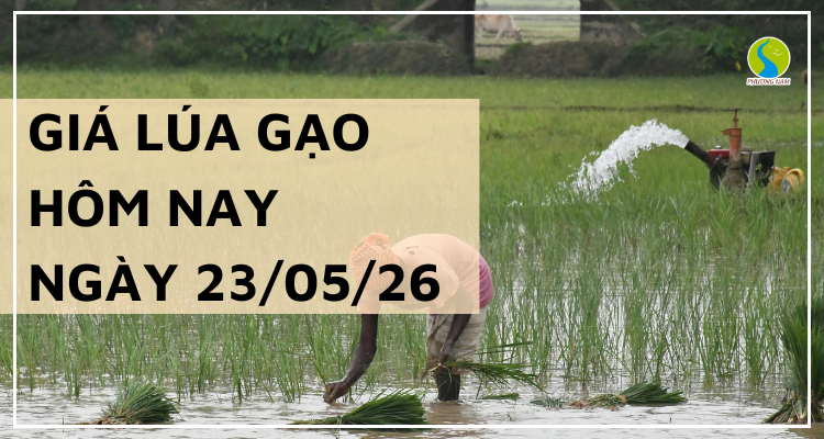 Giá Lúa Gạo Hôm Nay Ngày 23/5/2026: Thị Trường Giao Dịch Chậm