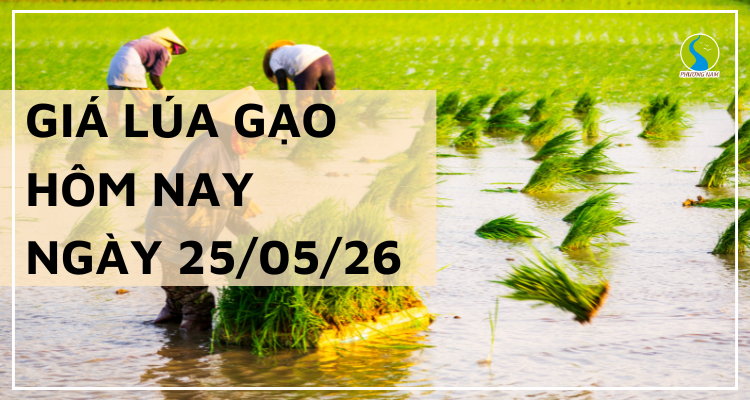 Giá Lúa Gạo Hôm Nay Ngày 25/5/2026: Gạo Xuất Khẩu Neo Cao