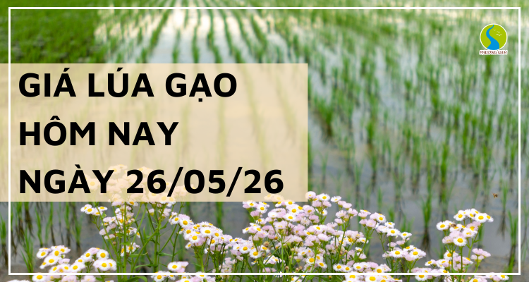 Giá Lúa Gạo Hôm Nay Ngày 26/5/2026: Gạo nguyên liệu giảm nhẹ