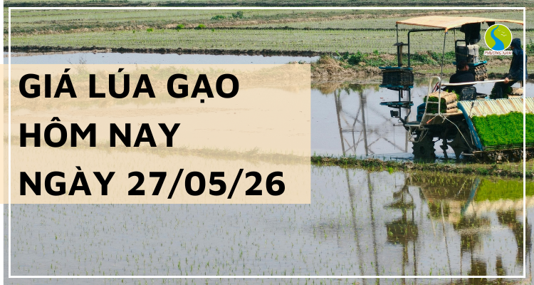 Giá Lúa Gạo Hôm Nay Ngày 27/5/2026: Giao dịch chậm