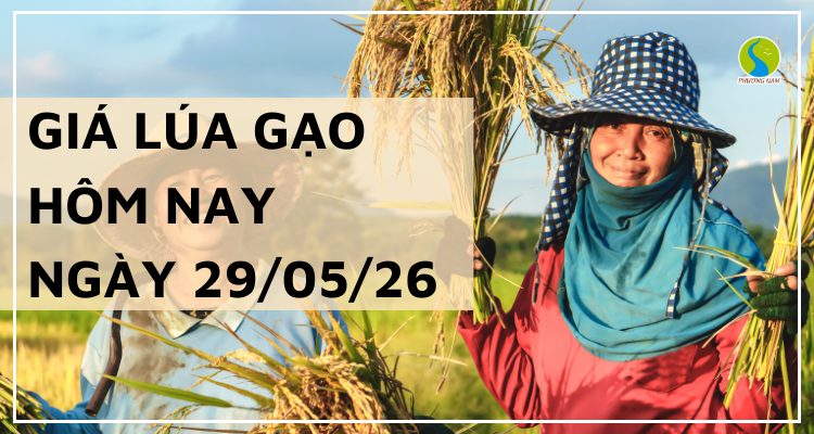 Giá lúa gạo hôm nay ngày 29/5/2026: Gạo việt giữ đà xuất khẩu