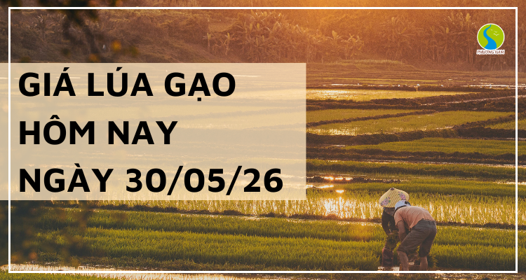 Giá lúa gạo hôm nay ngày 30/5/2026: Lúa biến động trái chiều