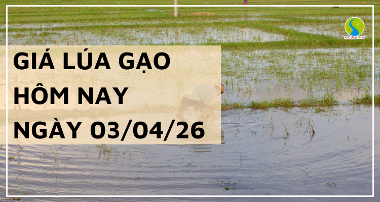 Giá Lúa Gạo Hôm Nay Ngày 03/04/2026: Thị Trường Khởi Sắc