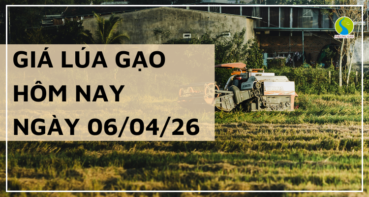 Giá Lúa Gạo Hôm Nay Ngày 6/4/2026: Thị Trường Giữ Nhịp