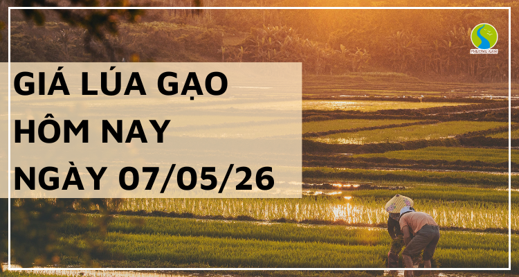 Giá Lúa Gạo Hôm Nay Ngày 07/05/2026 :Lúa Thơm Tăng Giá
